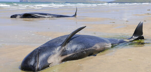 Над 30 кита са открити мъртви на плаж в Австралия