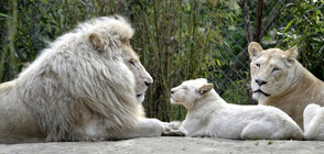 Три бели лъвчета се родиха във Венецуела (СНИМКИ)
