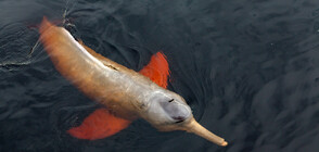 Спасиха 24 розови делфина, затънали в плитчините на река в Боливия (ВИДЕО)