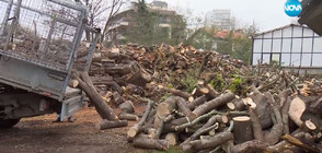 След бедствието във Варна: Раздават събраната дървесина на социално слаби и хора с увреждания
