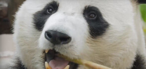С едноседмично прощално парти зоопарк във Вашингтон изпрати три панди в Китай (ВИДЕО)