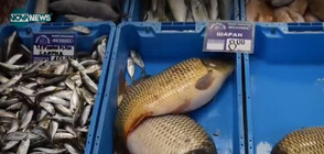 В навечерието на Никулден: За цената на рибата по борси и магазини