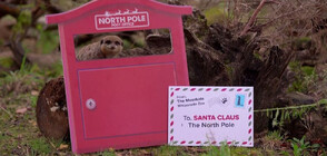 Сурикатите в британски зоопарк написаха писмо до Дядо Коледа (ВИДЕО)