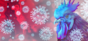 Франция повишава риска от птичи грип до "максимум"