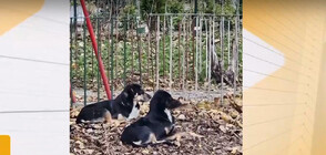 След като бездомни кучета нападнаха дете във Варна: Агресивни ли са животните и кой се грижи за тях?