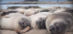 Морските слонове спят по два часа дневно, докато ловуват под вода