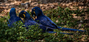 Папагалите могат да се научат да водят видеочат със своите пернати приятели