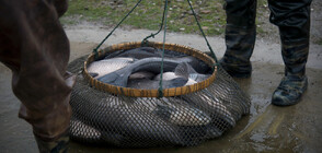 Задържаха бракониери за 115 кг незаконен улов на риба в Монтана
