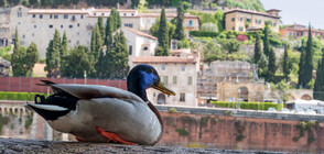Перната охрана: Гъски, а не кучета, пазят бразилски затвори (ВИДЕО)