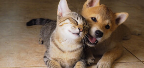 Нова система помага на домашните любимци да общуват с хората (ВИДЕО)