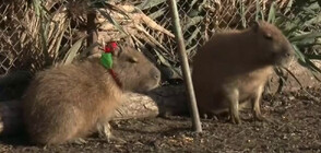 Дядо Коледа носи лакомства за животните в бургаския зоопарк