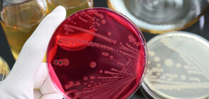 Гърция изтегли от пазара замразено пилешко и свинско месо заради салмонела