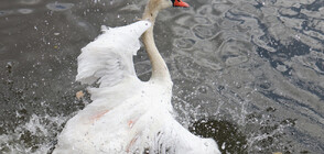 700 лебеда са открити мъртви в природен резерват в Казахстан