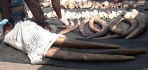 Рекорд: В Нигерия унищожиха слонова кост за над 11 млн. долара (ВИДЕО)