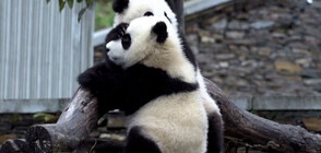 Споделена грижа: Панди се гушкат, за да се стоплят (ВИДЕО)