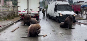 Ушати тюлени се "включиха" в полицейска блокада в Чили (ВИДЕО)