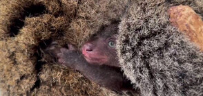 В зоопарка в Берлин се роди торбесто мече от застрашен вид (ВИДЕО)