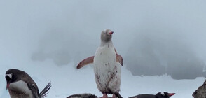 Заснеха бял пингвин в Антарктида (ВИДЕО)