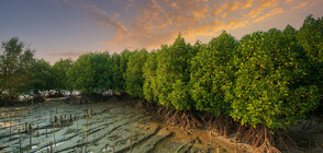 Традиционното приготвяне на риба в Конго застрашава горите (ВИДЕО)