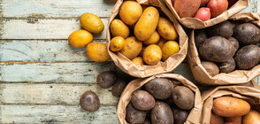 В Китай засаждат семена от картофи, пътували до космоса