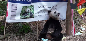 Родена в Сингапур гигантска панда се завръща в Китай (ВИДЕО)