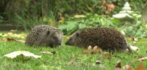 Учени създадоха 3D модел на таралеж, за да тестват роботизирани косачки за трева (ВИДЕО)