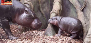 В чешки зоопарк показаха за пръв път хипопотамче от застрашен вид (ВИДЕО)