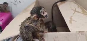 Гладни и натъпкани в раница: Спасиха бебета маймунки в Чили (ВИДЕО)