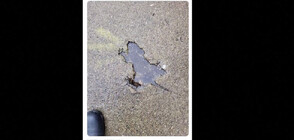 Дупка с формата на плъх се превърна в интернет сензация (ВИДЕО)