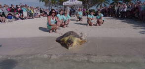 Пуснаха на свобода 100-килограмова костенурка от застрашен вид (ВИДЕО)