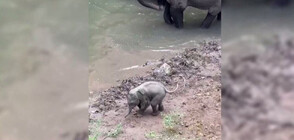 Слонче, страхуващо се от водата, се изкъпа в поток (ВИДЕО)