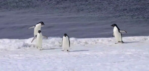 Изменението на климата променя популацията на пингвини в Антарктида (ВИДЕО)