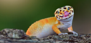 Нов вид гекон е открит в Китай (СНИМКА)