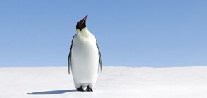 Пингвинче забави излитането на самолет (СНИМКИ)