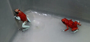 Колумбийската полиция спаси 130 отровни жаби, пренасяни нелегално (ВИДЕО)