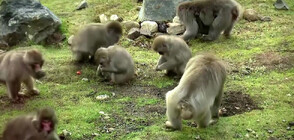 Издирването на избягалата маймуна от шотландски парк за диви животни продължава (ВИДЕО)