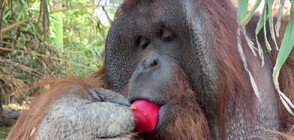 Опасни горещини: Раздадоха ледени лакомства на животните в зоопарка в Сантяго (ВИДЕО)