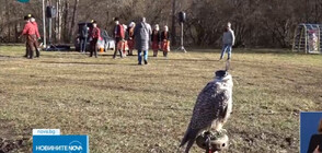 Хищни птици се състезаваха в Разград (ВИДЕО)