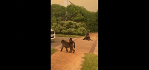 Мащабни пожари оцветиха небето над Южна Африка в оранжево (ВИДЕО)