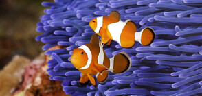 Изследване: Рибите клоуни имат елементарни математически способности