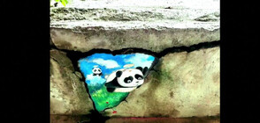 Забавни рисунки на панди се появиха по улиците на китайски град (ВИДЕО)