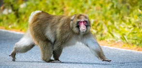 След седмица на свобода: Заловиха маймуна, избягала от зоопарк в Шотландия (ВИДЕО)