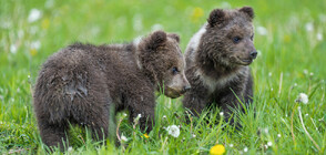 Любопитни мечета спряха движението на натоварен път във Флорида (ВИДЕО)