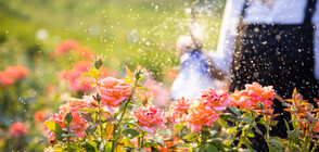 Изложба на рози привлече хиляди любители на цветята в Индия (ВИДЕО)