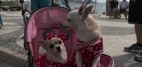 Кучета в карнавални костюми на фестивал в Рио (ВИДЕО)