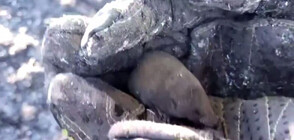 Огнеборци спасиха бебе къртиче в горски пожар (ВИДЕО)