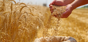 Зърнопроизводители: Всички споразумения са задкулисни