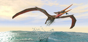 Учени откриха нов вид летящ динозавър (СНИМКИ)