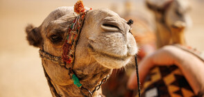 В Абу Даби избраха най-красивата камила (ВИДЕО)