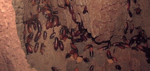 Ядосани сте на бившия? Кръстете хлебарка на негово име (ВИДЕО)